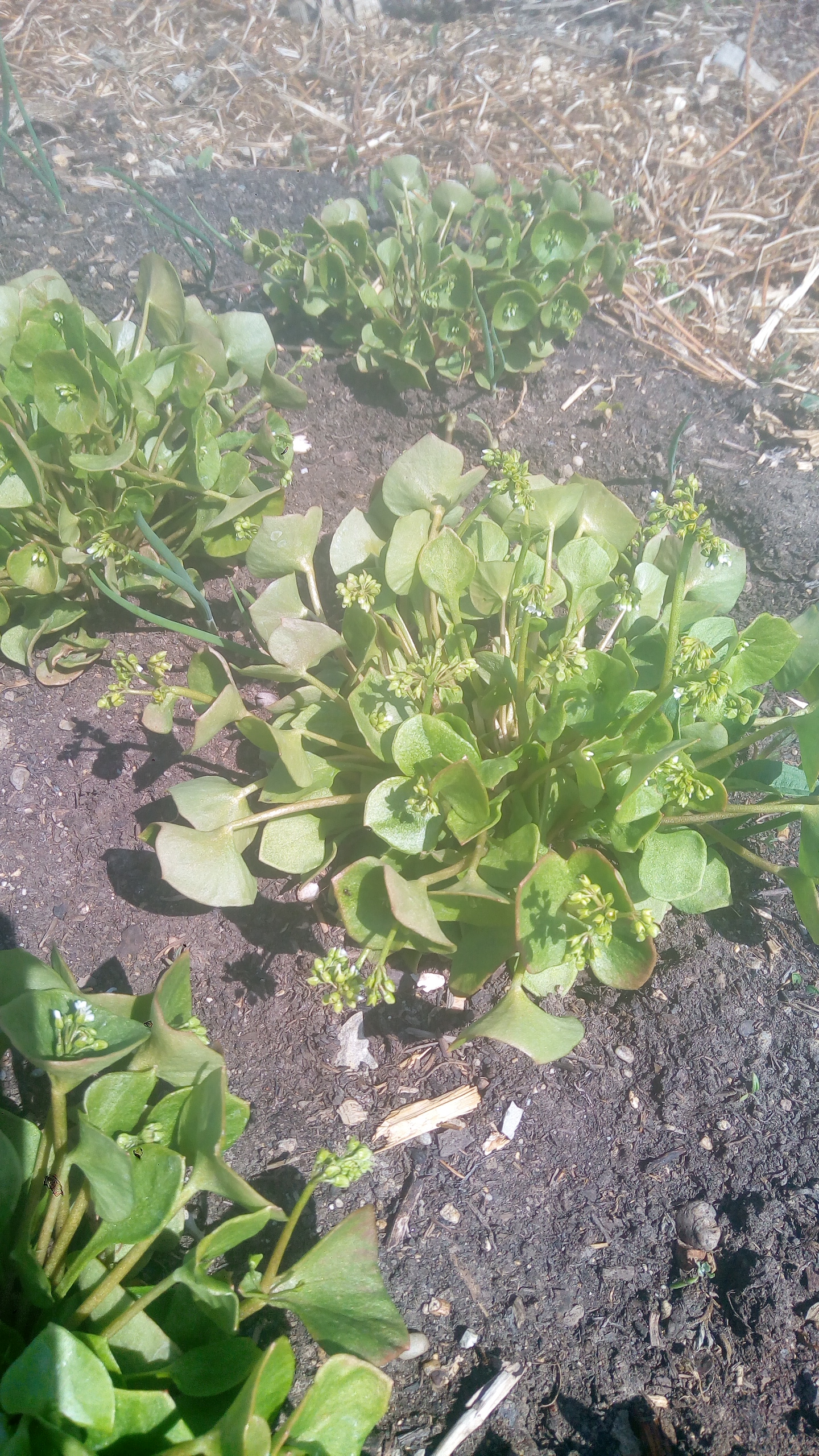 claytonia_na_zahone