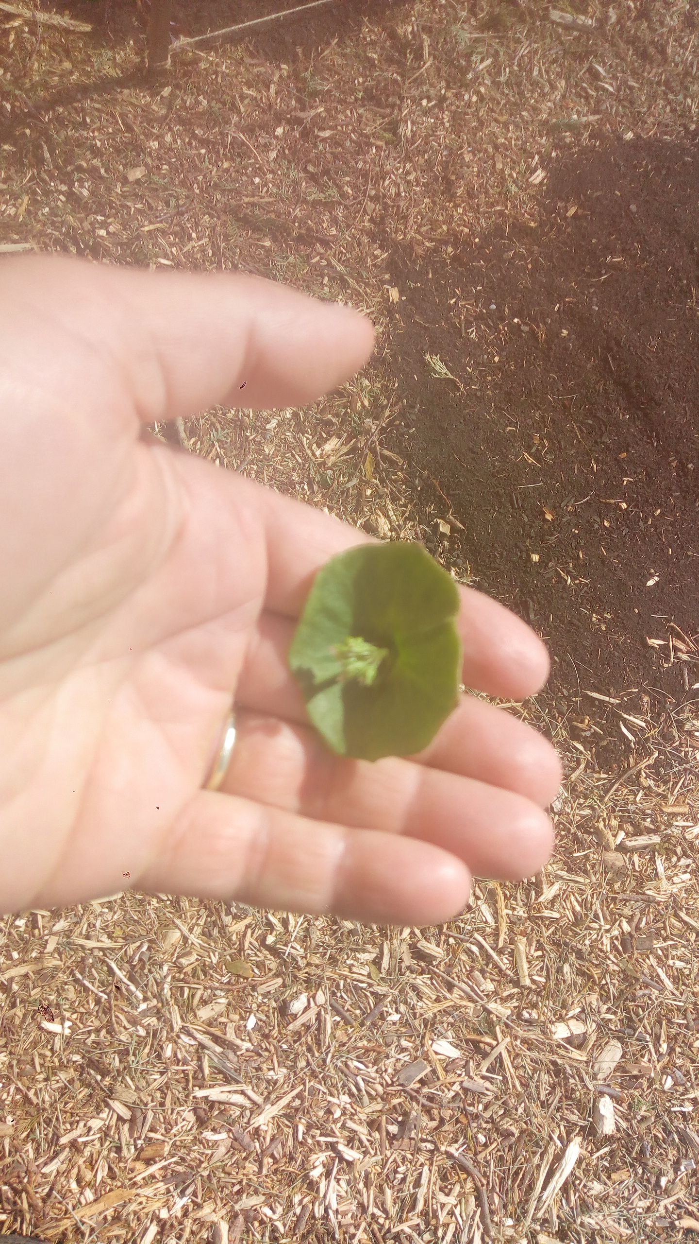 Claytonia v kvete
