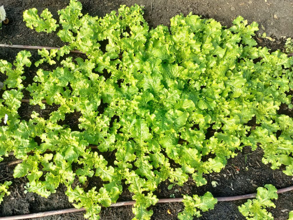 salat2410212