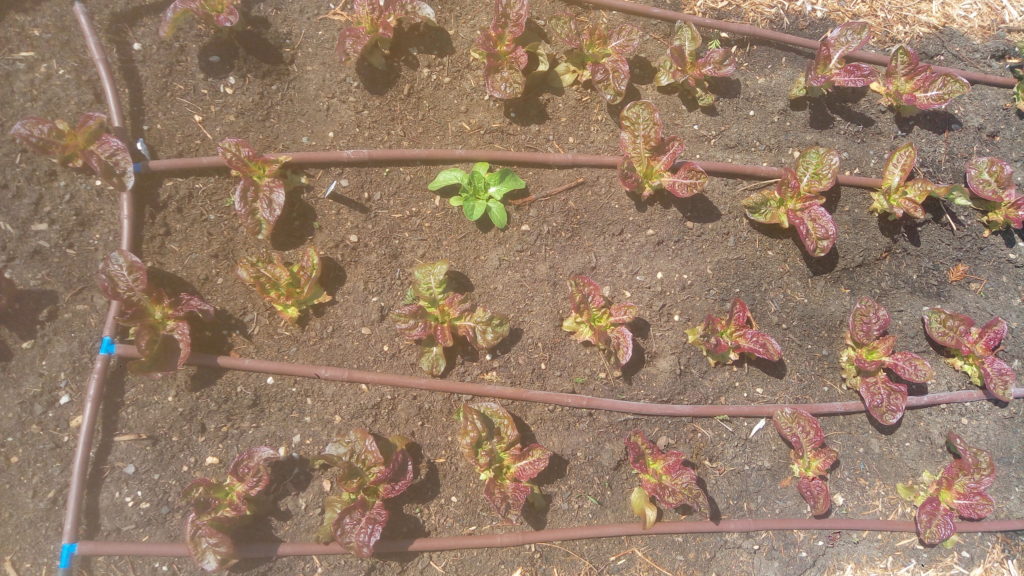 salat_od_postara